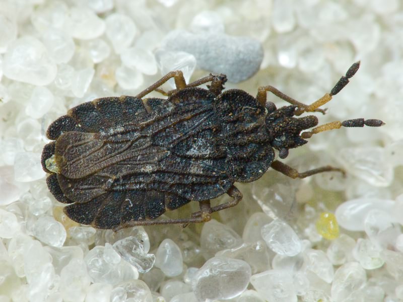 Aradus distinctus Fieber, 1860